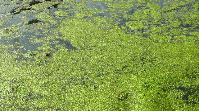 A freshwater eutrophic lake with a thick layer of floating algae on the water surface duckweed Lemna and Wolffia