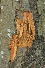 brown gray wooden texture of pieces of bark with a cut on a poplar tree