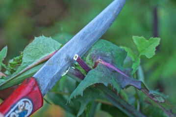 One grey iron knife blade cuts a green stem with leaves of a wild plant in a summer garden