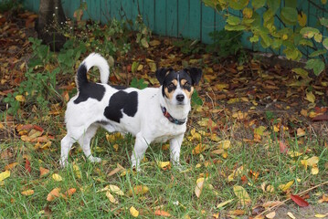 one spotted domestic dog stands in the green grass on the autumn street