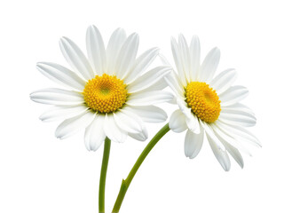 Fototapeta premium A simple arrangement of white flowers with yellow centers in a clear glass vase
