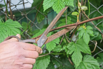 one hand holds brown rusty old metal scissors cut dry branch on a clump of green leaves in a summer garden
