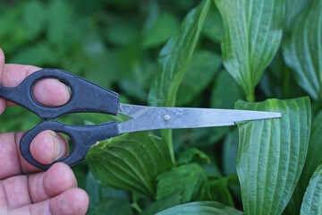 hand with one black gray scissors cutting green leaf of plant in summer garden