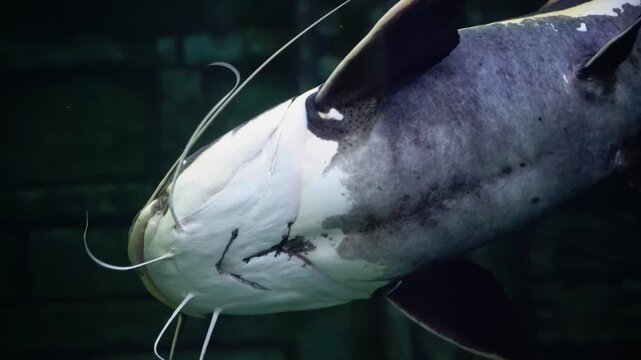 Big fish bizarre, Silurus glanis, som with long white snout is swimming in tank
