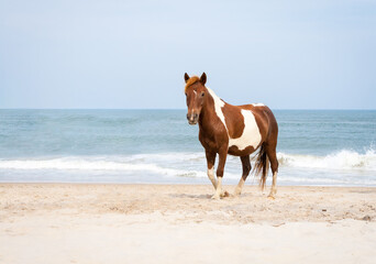 A wild pony standing by the ocean at Assateague Island, Maryland