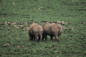 Obraz premium White rhinoceros standing calmly in lush green savanna vegetation in an African wildlife reserve. The image highlights the massive body, thick folded skin and distinctive horn of this iconic