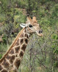 Obraz premium Portrait of a giraffe in the wild surrounded by green vegetation and dry branches in a natural savanna environment. Ideal for themes related to wildlife conservation, African safari, exotic animals