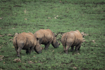 Fototapeta premium White rhinoceros standing calmly in lush green savanna vegetation in an African wildlife reserve. The image highlights the massive body, thick folded skin and distinctive horn of this iconic