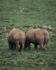 Obraz premium White rhinoceros standing calmly in lush green savanna vegetation in an African wildlife reserve. The image highlights the massive body, thick folded skin and distinctive horn of this iconic