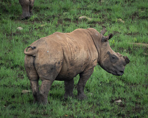 White rhinoceros standing calmly in lush green savanna vegetation in an African wildlife reserve. The image highlights the massive body, thick folded skin and distinctive horn of this iconic