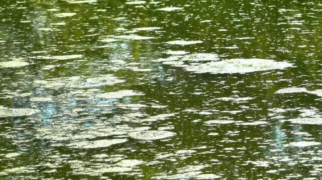 A lake with fresh polluted water and a thick layer of floating algae on the water surface duckweed Lemna turionifera and Wolffia arrhiza