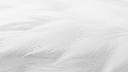 Close-up of a soft white feather texture.