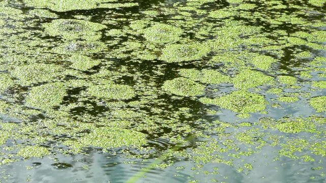 A freshwater eutrophic lake with a thick layer of floating algae on the water surface duckweed Lemna and Wolffia