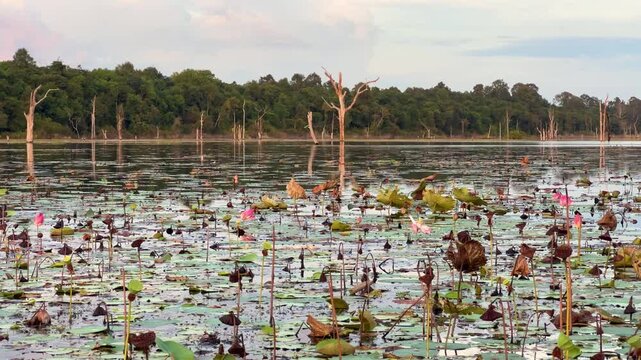 The lake near the Khmer temple of Neak Pean in Angkor, Cambodia, at sunset. The Jayataka lotus pond in Siem Reap. Neak Poan is part of the Preah Khan temple, which was built by order of Jayavarman II.