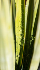 Obraz premium Green plant leaves with water drops reflecting light