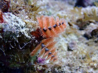 Christmas Tree Worm, Florida Keys © Sarah