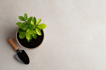 arbor day composition, simple arbor day flat lay with young tree sapling in soil pot, green leaves, small shovel, neutral background, natural light, large copy space