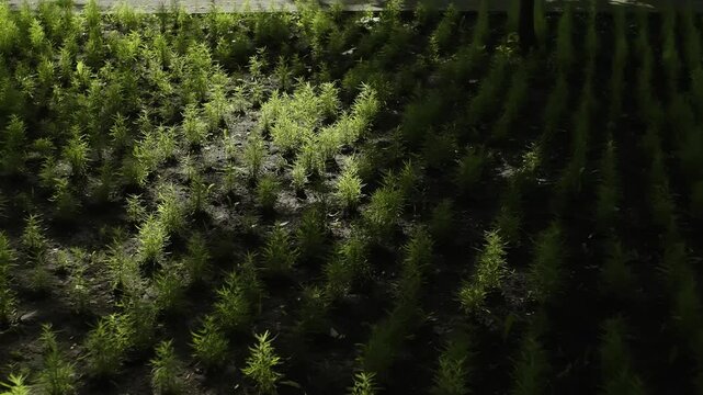 Rows of young conifer seedlings in a nursery bed, dappled with sunlight and shadows, form a geometric pattern across the soil, highlighting early growth and careful cultivation.