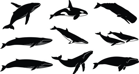 Set of marine mammal silhouettes featuring whale species like humpback orca and blue whale for ocean conservation and aquatic life illustrations. © Taslima