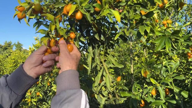 A close-up video showing a person harvesting kumquats in the garden on a sunny day, focusing on their hands and the fresh fruit. Theme of organic farming and healthy living.