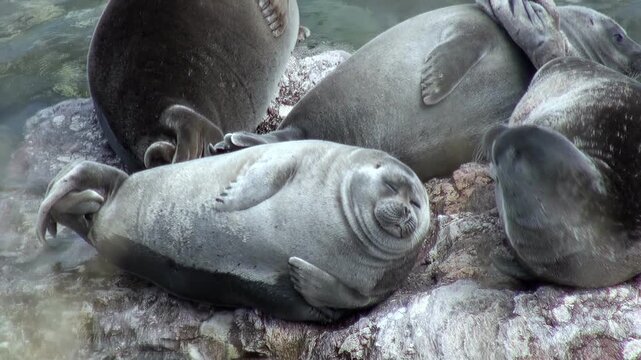 A group of Baikal seals, also known as Pusa sibirica, are seen resting on the rocks near the shoreline. One seal is looking directly at the viewer. The weather appears calm and sunny at lake Baikal.