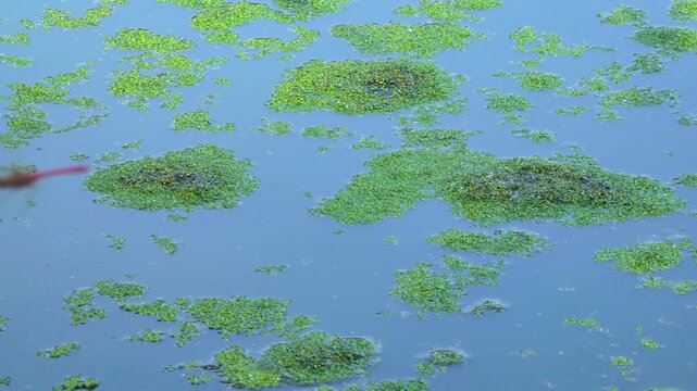 A small lake with fresh polluted water and algae floating on the water surface duckweed Lemna and Wolffia, moved by the wind across the water surface