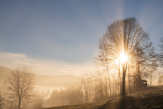Low winter sun shining through bare trees over a frosty meadow. Sunrise, Germany