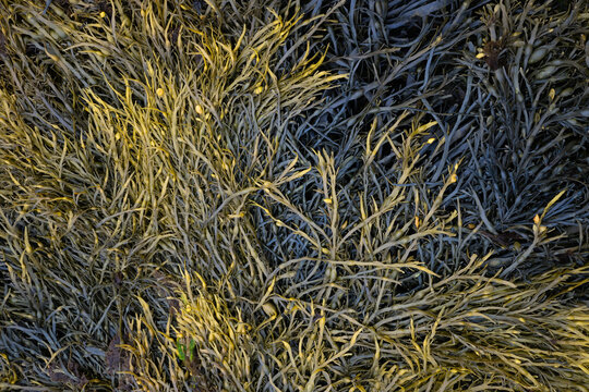 Knotentang (Ascophyllum nodosum), Braunalge