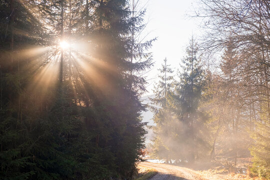 Dramatic sun rays breaking through dense forest trees in early morning.