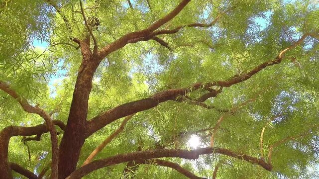 Sun shining through green tree branches with a dolly shot in 4k