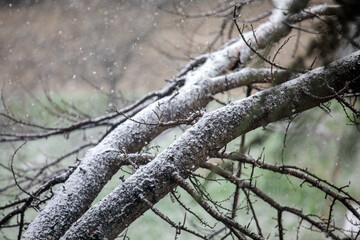 Snow-covered tree branches during gentle snowfall, winter woodland scene with bare limbs, cold seasonal atmosphere, natural textures and soft focus outdoor background
