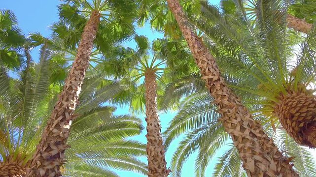 Sun shining through green tree branches with a dolly shot in 4k