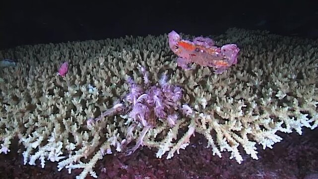 Observe the fascinating interaction between a decorator crab, from the family Majidae, and its home, a stunning sea lily in the waters of Papua New Guinea and Indonesia.
