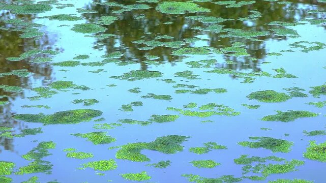 A small lake with fresh polluted water and algae floating on the water surface duckweed Lemna and Wolffia, moved by the wind across the water surface