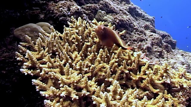 A tiny fish swims around Staghorn coral in the shallow waters off Papua New Guinea. The fish explores the intricate structure of the coral reef during daylight hours.