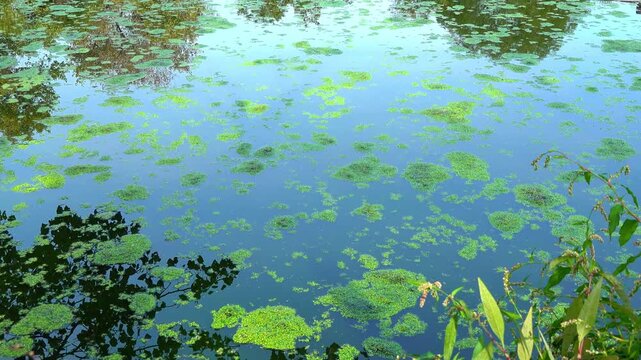 A small lake with fresh polluted water and algae floating on the water surface duckweed Lemna and Wolffia, moved by the wind across the water surface