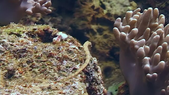 A Dragonface Pipefish elegantly moves across rocks and around a coral reef. This shy creature was observed in its natural habitat near Papua New Guinea.