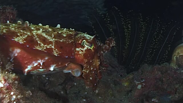 Observe a colorful cuttlefish using camouflage on the reefs around the islands of Papua New Guinea and Indonesia. It blends seamlessly with the rocks.