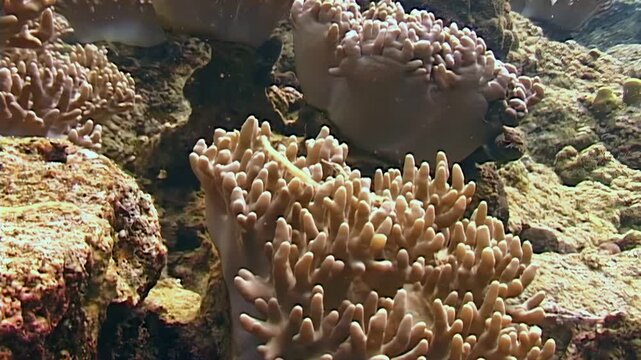 Observe a dragonface pipefish seeking small prey among the coral reefs. This underwater view takes place near the islands of Papua New Guinea and Indonesia during the daytime.