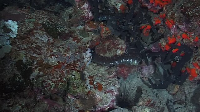 At night, observe this Eupata godeffroyi sea cucumber using its feathery tentacles to gather food. The creature is seen among the reefs of Papua New Guinea and Indonesia.