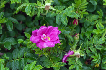 Rosa Rugosa Flowers Growing In The Garden In Summer