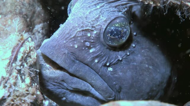 Close encounter Observe an Atlantic wolffish, also known as Anarhichas lupus, peeking out from its rocky den. The imposing face, large eyes, and thick lips are visible in great detail.