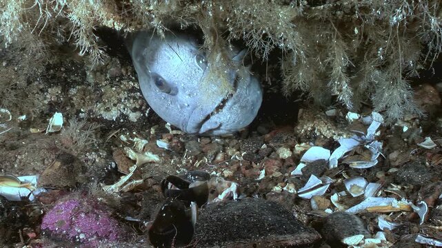 Atlantic wolffish, also called Atlantic catfish or sea wolf, is resting on seabed, partially concealed by seaweed and rocks. Atlantic wolffish is resting comfortably in its natural habitat.