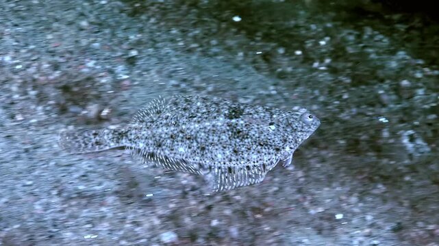 During the daytime, a European flounder swims along the ocean floor. The Platichthys flesus blends seamlessly with the sandy and rocky seabed. It is hard to spot in the murky depths.
