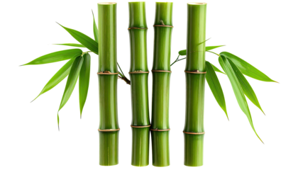 Close-up view of four vibrant green bamboo stalks with leaves against a pure black background