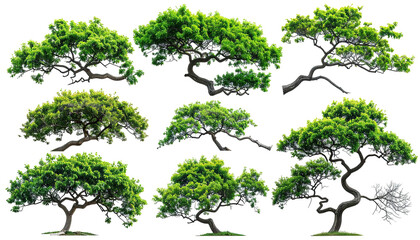 Collection of stylized evergreen trees, each with vibrant green foliage and twisting, brown trunks