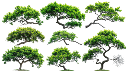 Collection of stylized evergreen trees, each with vibrant green foliage and twisting, brown trunks