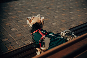 A small Yorkshire terrier dog wearing a black brown outfit with a red harness is sitting on a...