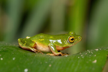 Obraz premium A gorgeous green Tinker Reed Frog (Hyperolius tuberilinguis) perched on dense vegetation, ready to jump. St Lucia, KwaZulu-Natal, South Africa