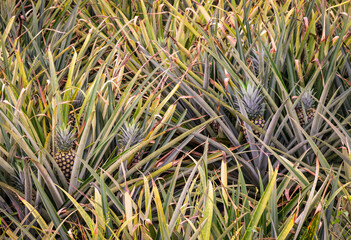 Obraz premium A pineapple farm in Costa Rica shows many rows of pineapple plants growing under the sun in open land.
